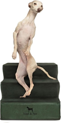 Noah paw dog - &, stairs,